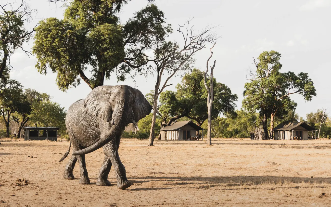 African elephant walking past safari lodge structures in woodland savanna, Davison’s Camp, Hwange National Park, Zimbabwe