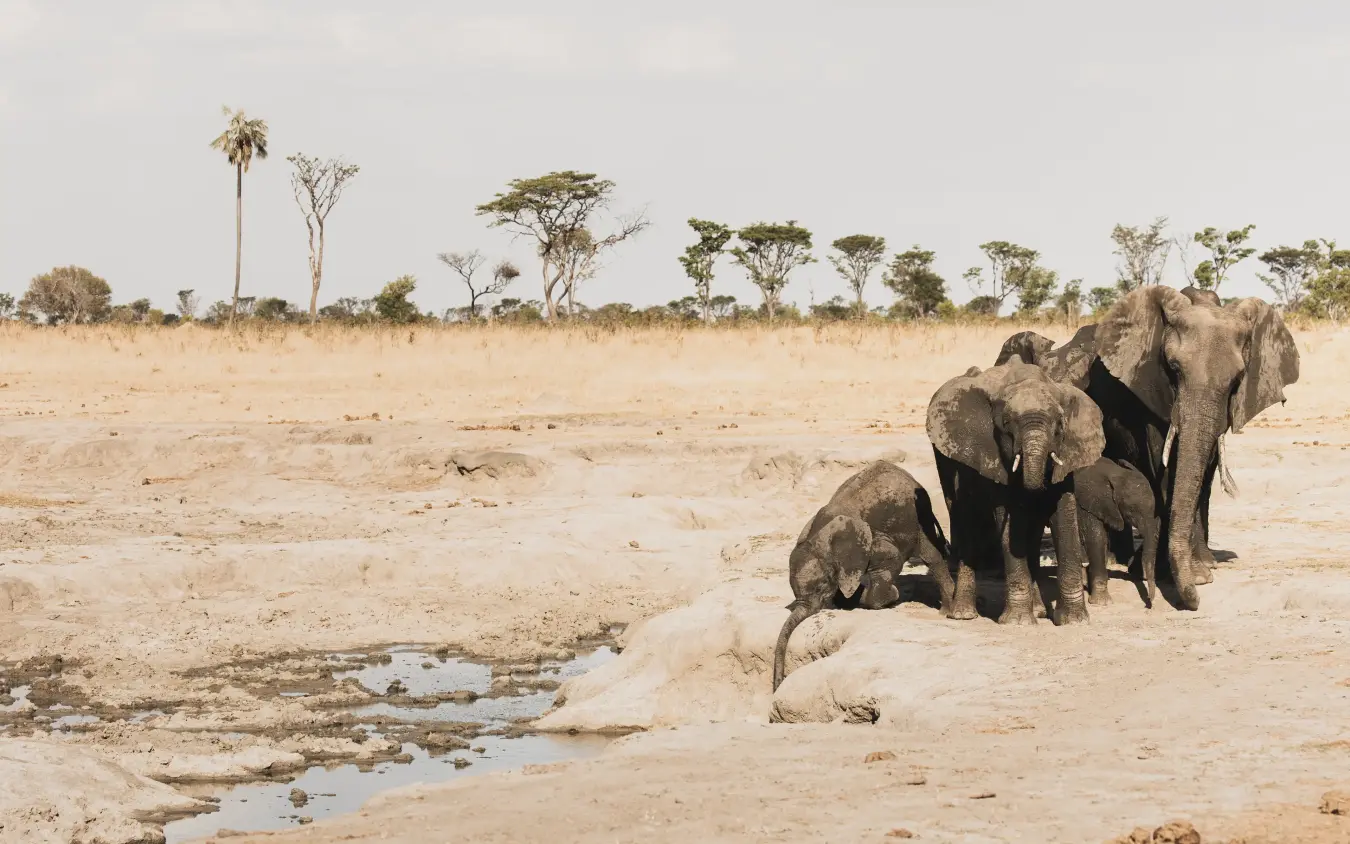 Elephant herd drinking from waterhole in arid savanna landscape, Davison’s Camp, Hwange National Park, Zimbabwe