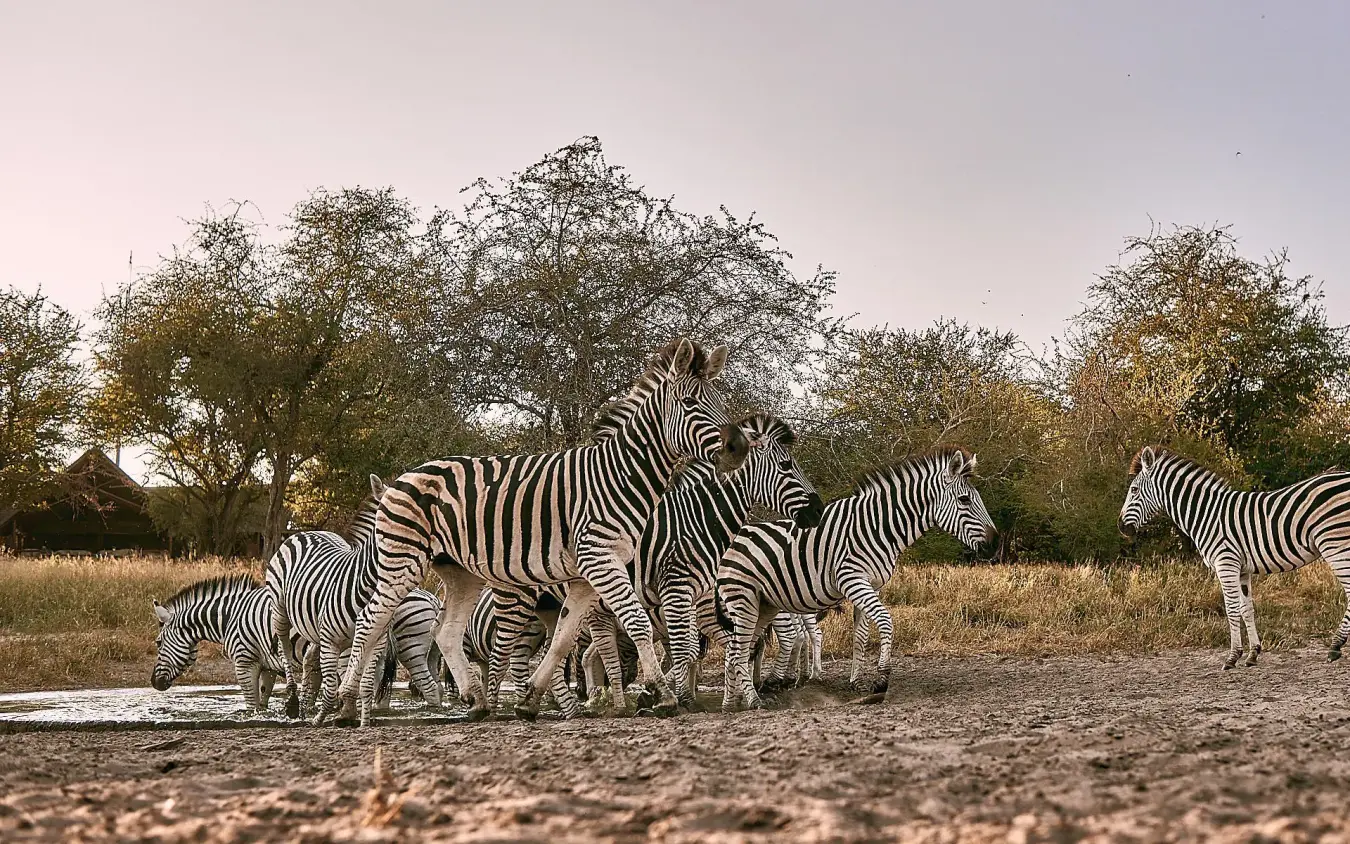 Zebra family herd drinking at waterhole in savanna, Deception Valley Lodge, Central Kalahari, Botswana