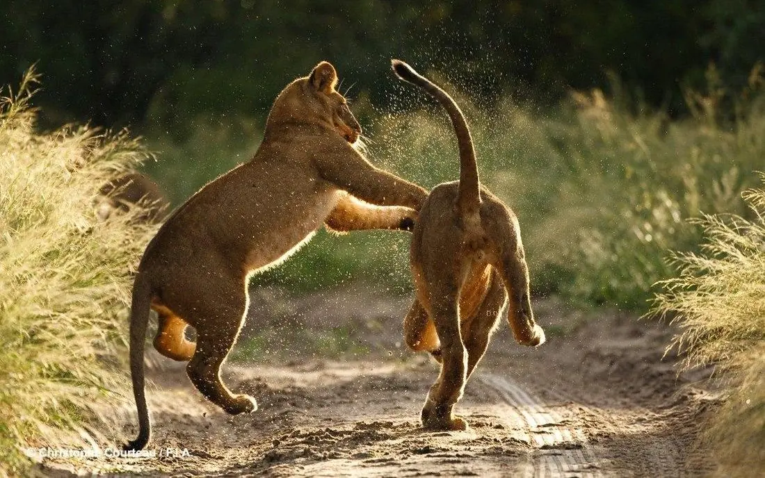 Two young lions playing and interacting on sandy path, Deception Valley Lodge, Central Kalahari, Botswana