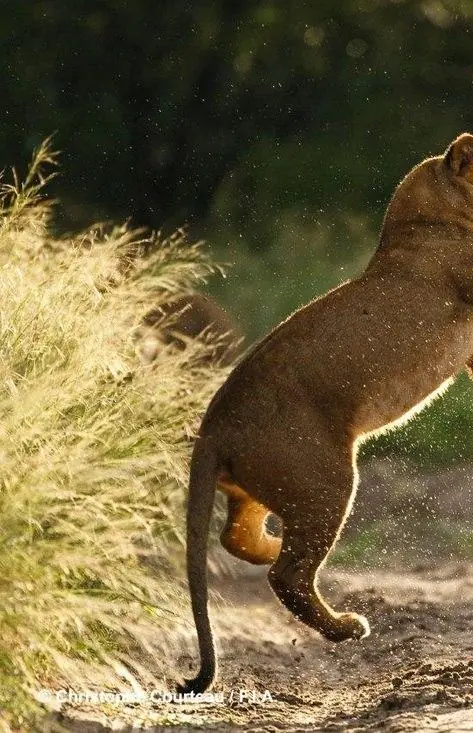 Two young lions playing and interacting on sandy path, Deception Valley Lodge, Central Kalahari, Botswana