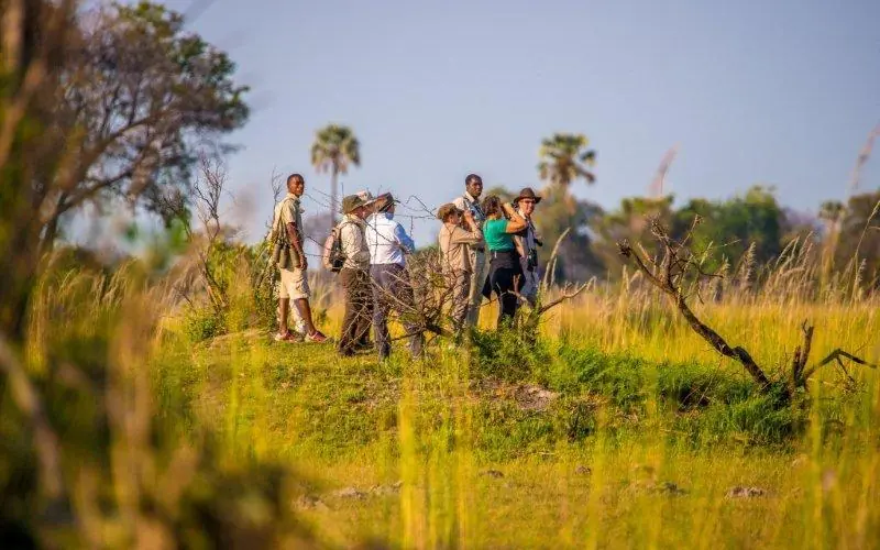 Guests walking through tall grass on guided safari walk, Delta Camp, The Okavango Delta, Botswana