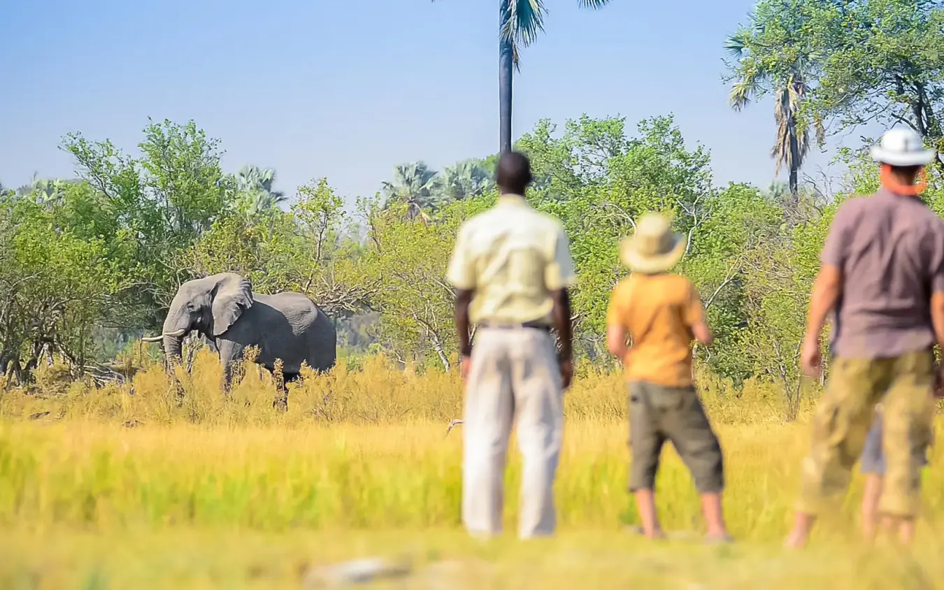 Guides and guests on walking safari observing elephant, Delta Camp, The Okavango Delta, Botswana