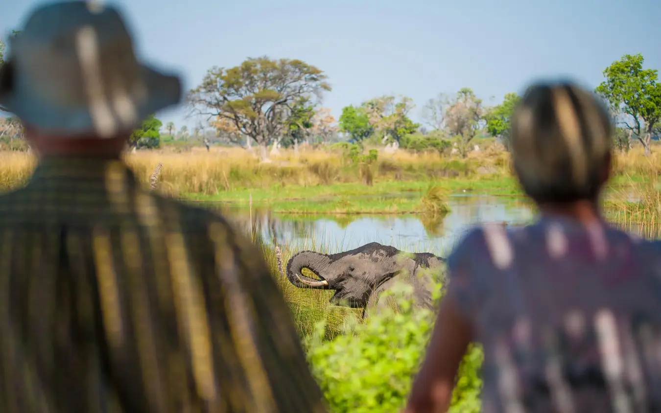 Guests watching elephant bathing in waterhole from viewing platform, Delta Camp, The Okavango Delta, Botswana