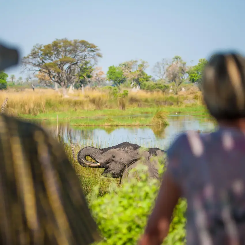 Guests watching elephant bathing in waterhole from viewing platform, Delta Camp, The Okavango Delta, Botswana
