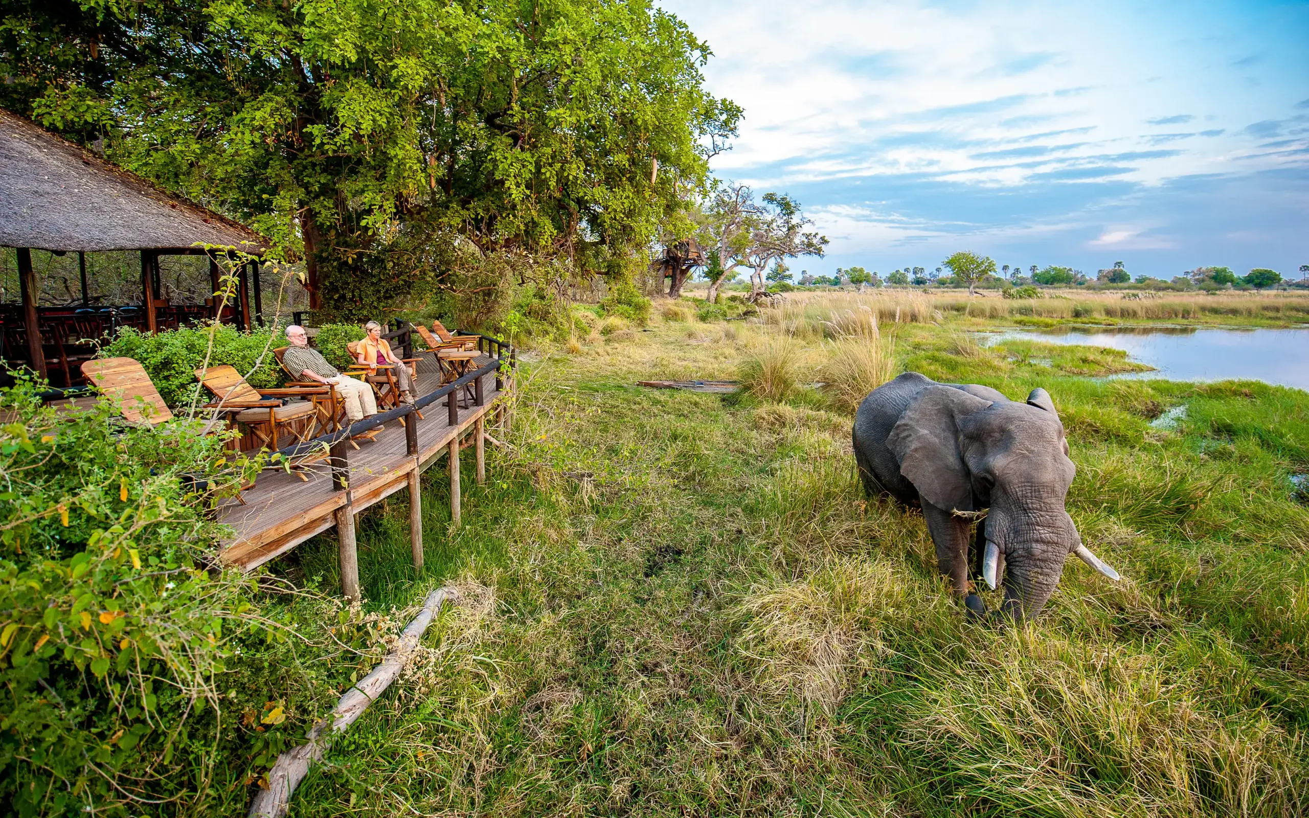 Elephant approaches wooden viewing deck near waterhole, Delta Camp, The Okavango Delta, Botswana