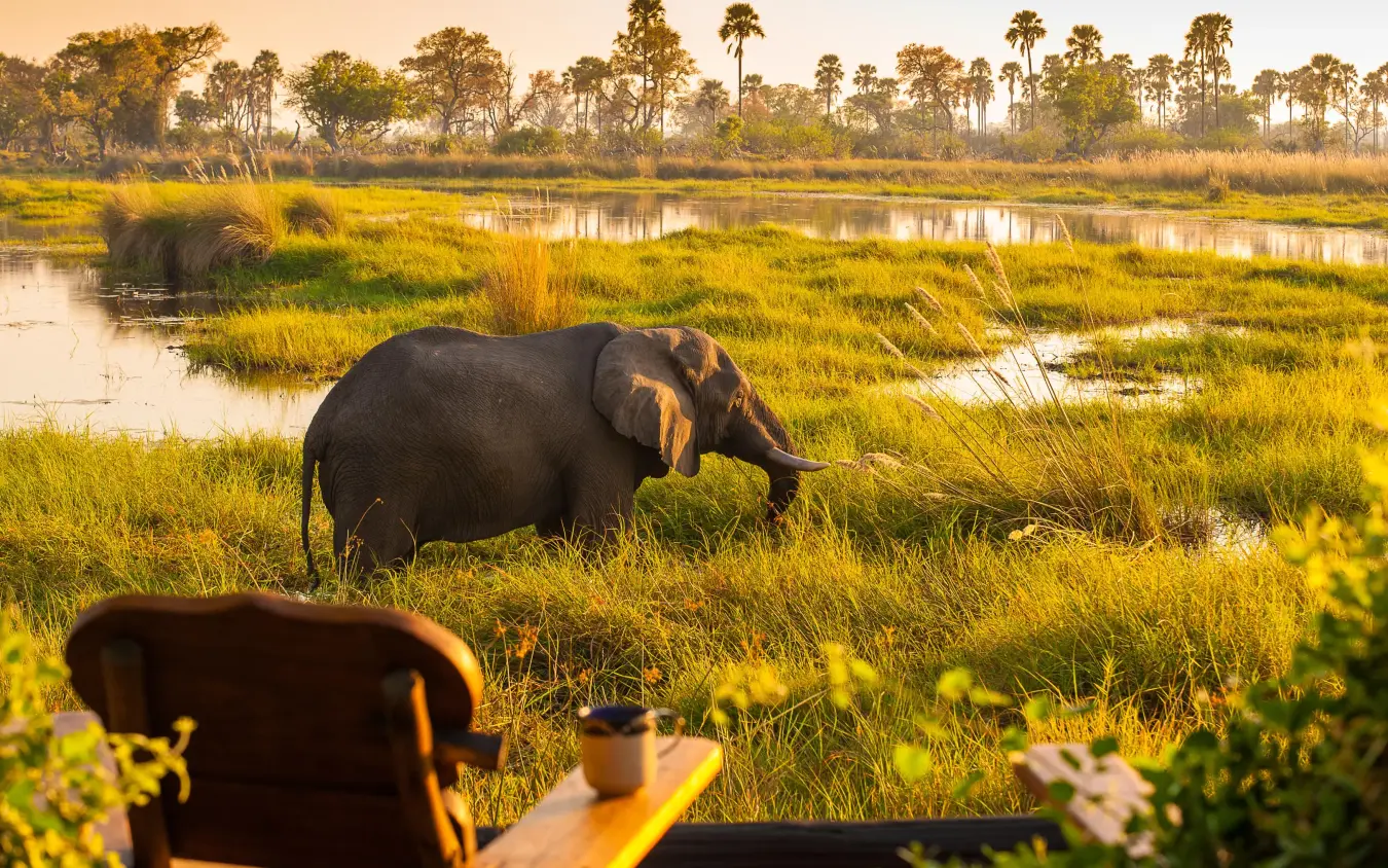 Elephant walking through golden grassland with water channels, Delta Camp, The Okavango Delta, Botswana