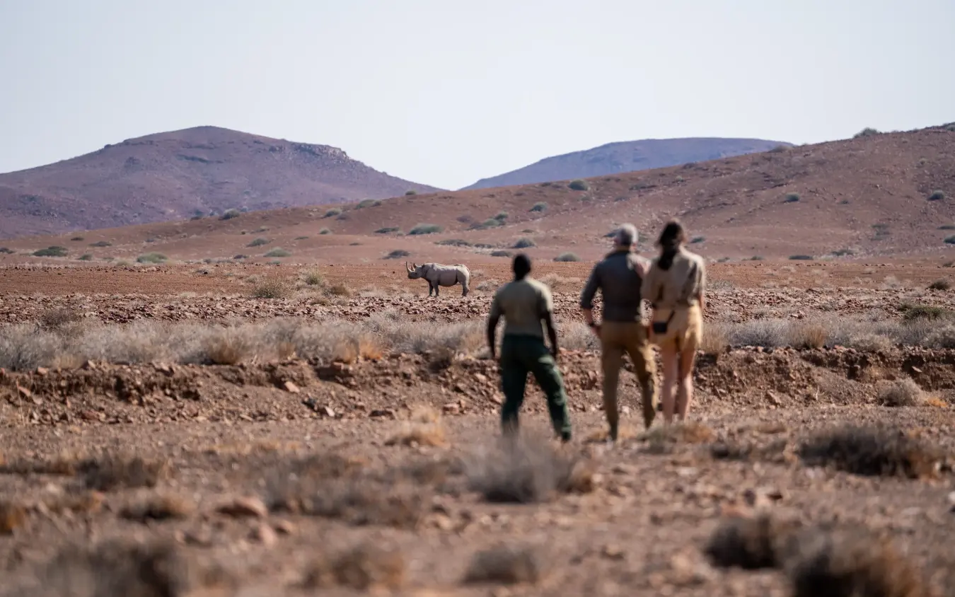 Hikers encountering wild boar in arid desert landscape, Desert Rhino Camp, Damaraland, Namibia