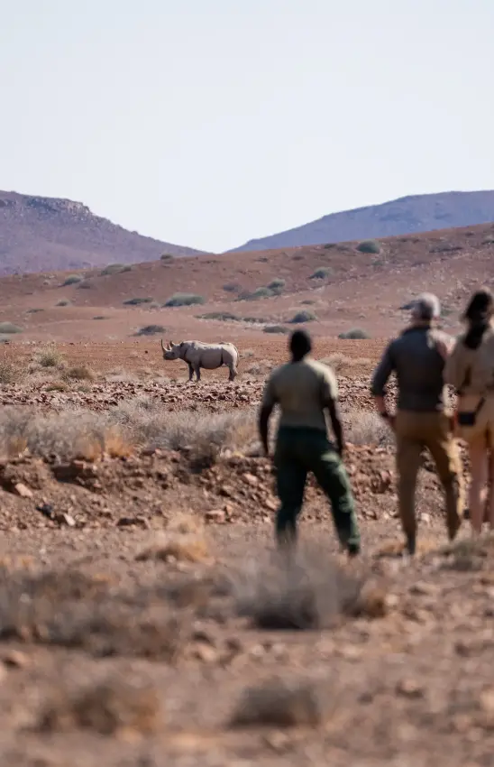 Guests on foot watching rhino in arid desert landscape, Desert Rhino Camp, Damaraland, Namibia
