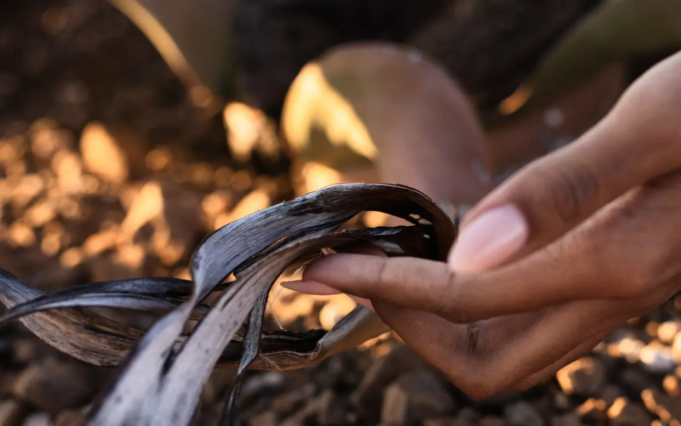 Hand holding dried plant material in natural sunlight, Desert Rhino Camp, Damaraland, Namibia