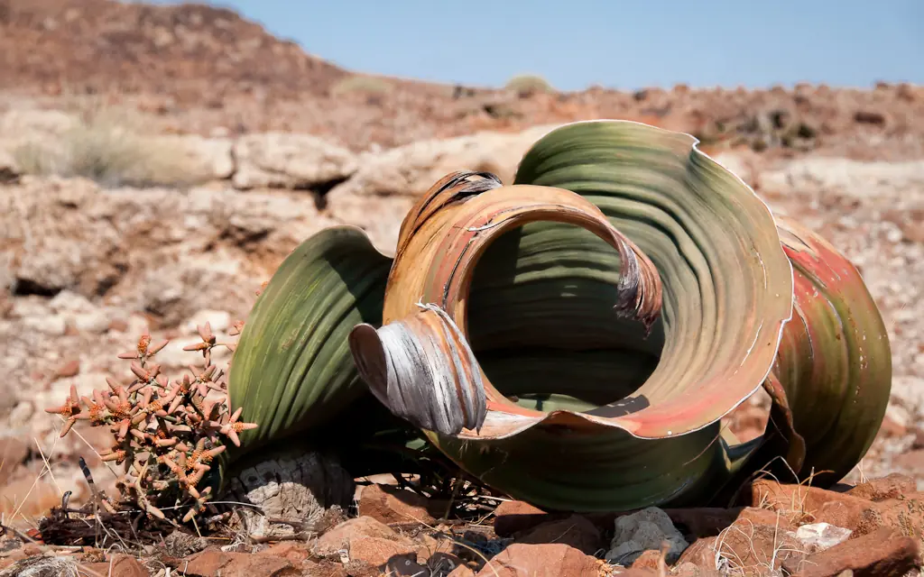 Rusted metal pipes abandoned in arid desert landscape, Desert Rhino Camp, Damaraland, Namibia