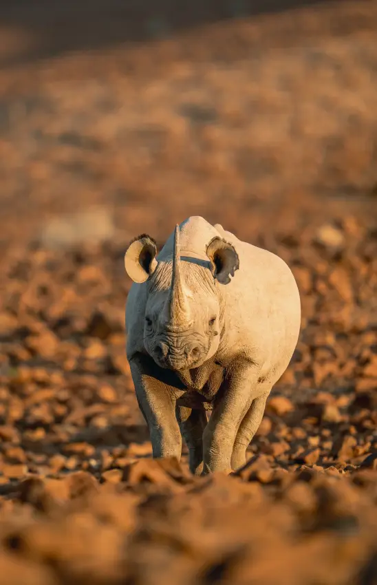 Young rhinoceros walking toward camera on arid rocky terrain, Desert Rhino Camp, Damaraland, Namibia