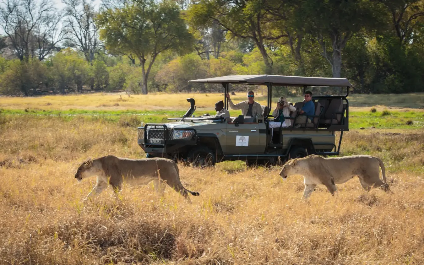 Safari vehicle with tourists observing lions walking across grassland, Deteema Springs Camp, Hwange National Park, Zimbabwe