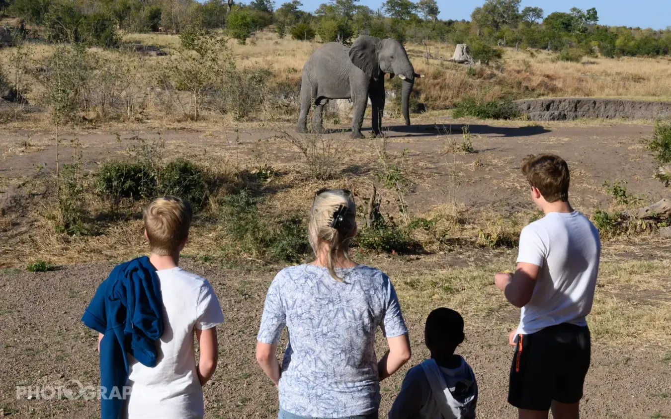 Tourists observing elephant on savanna from safe distance, Deteema Springs Camp, Hwange National Park, Zimbabwe