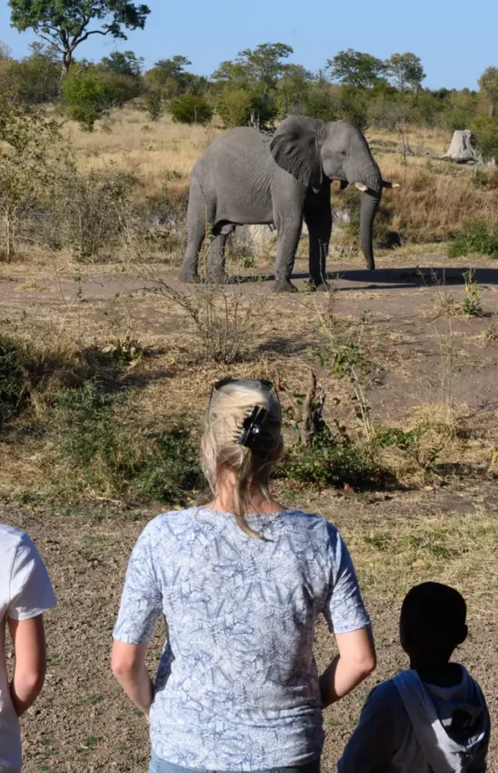 Guests viewing African elephant on safari game drive in dry savanna woodland, Deteema Springs Camp, Hwange National Park, Zimbabwe