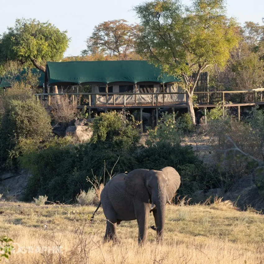 African elephant grazing near elevated safari lodge platform at dusk, Deteema Springs Camp, Hwange National Park, Zimbabwe