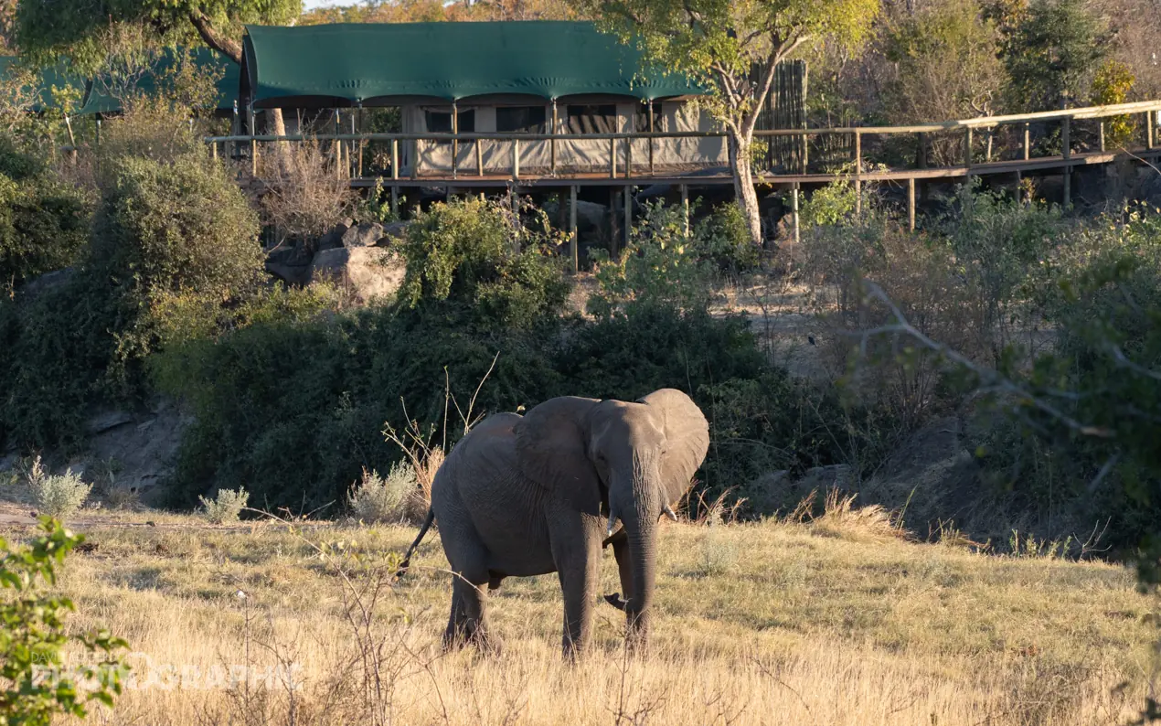 African elephant grazing near elevated safari lodge platform at dusk, Deteema Springs Camp, Hwange National Park, Zimbabwe