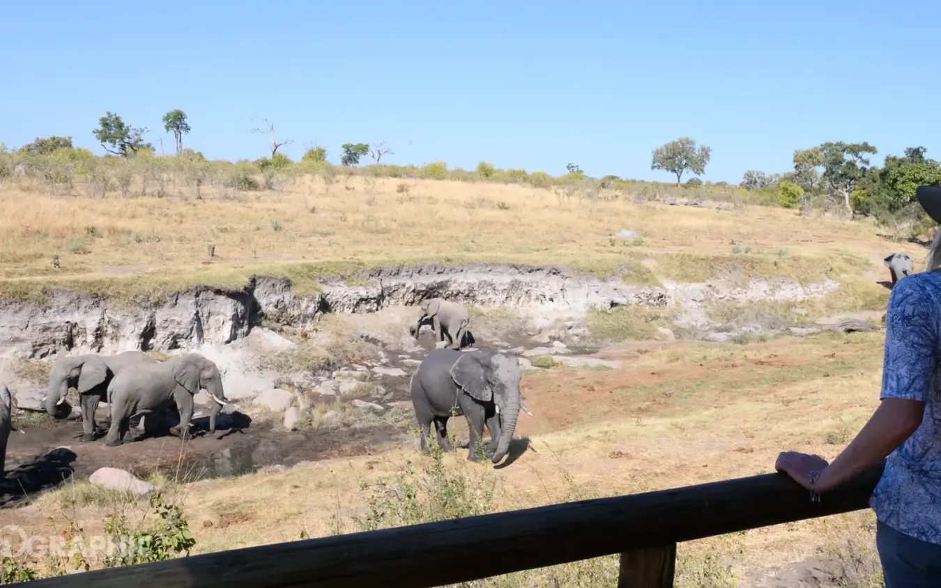 Elephant herd bathing at waterhole with safari guests viewing from platform, Deteema Springs Camp, Hwange National Park, Zimbabwe