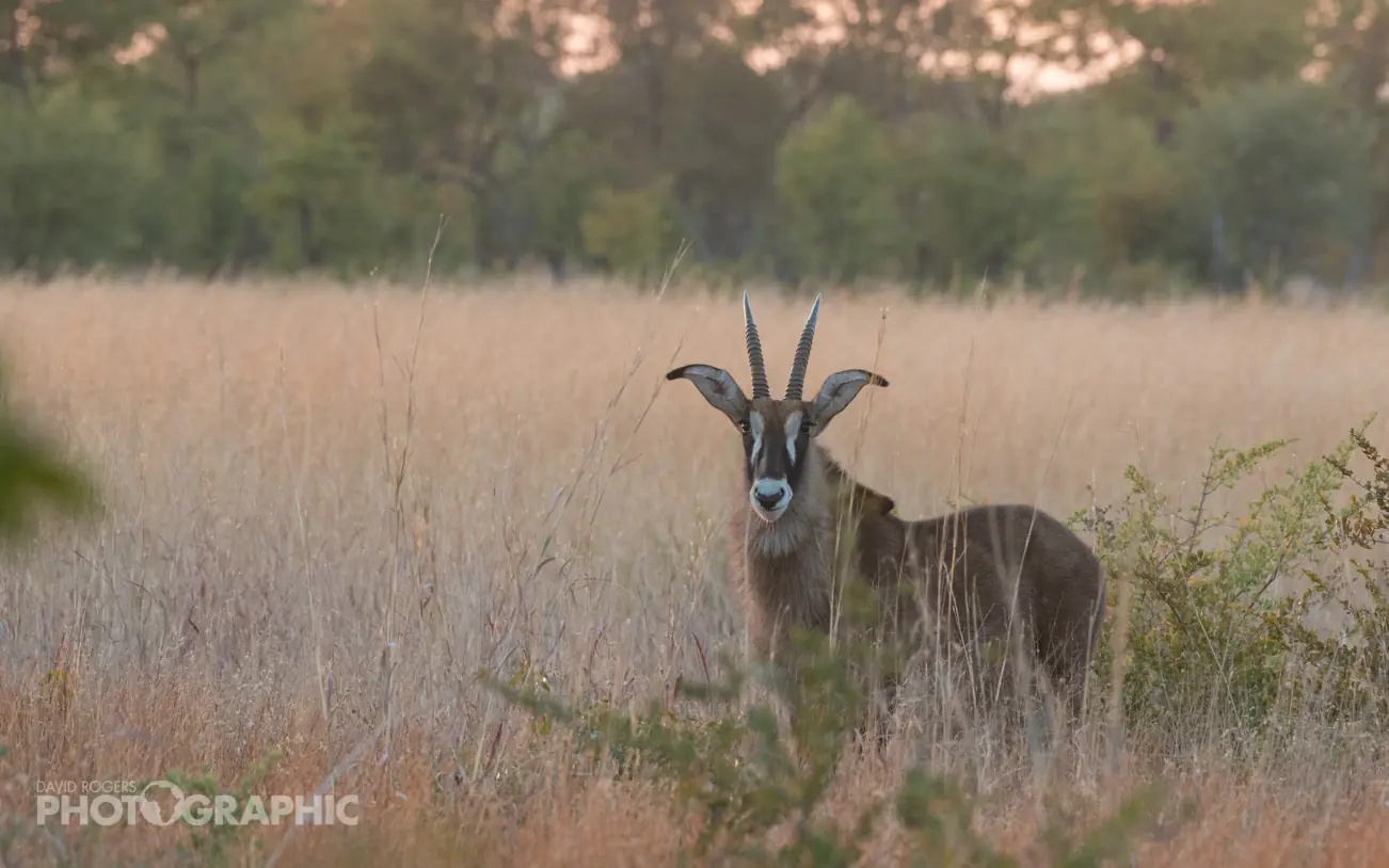 Sable antelope standing alert in dry grassland with woodland backdrop, Deteema Springs Camp, Hwange National Park, Zimbabwe