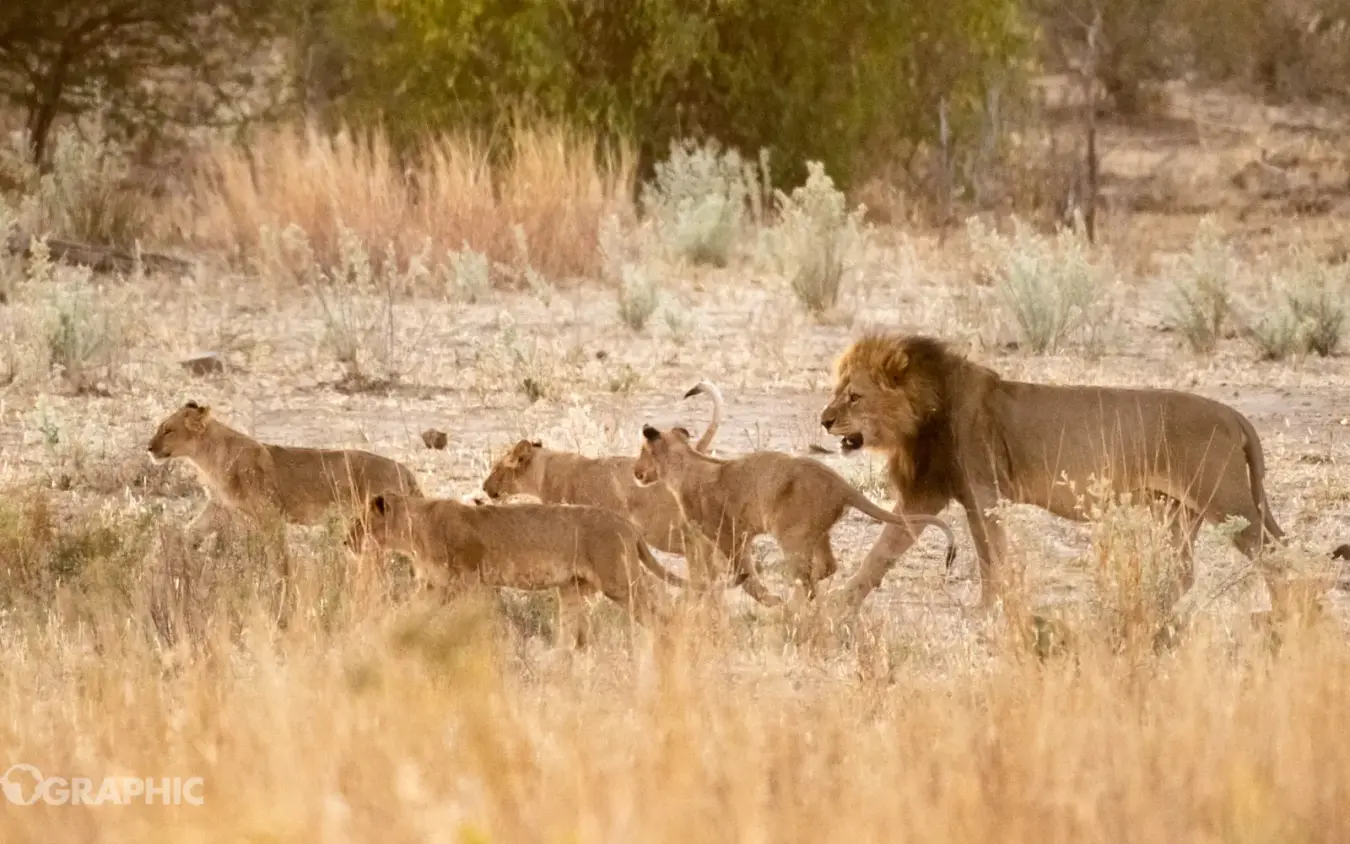 Lion pride with cubs walking through dry grassland scrub, Deteema Springs Camp, Hwange National Park, Zimbabwe