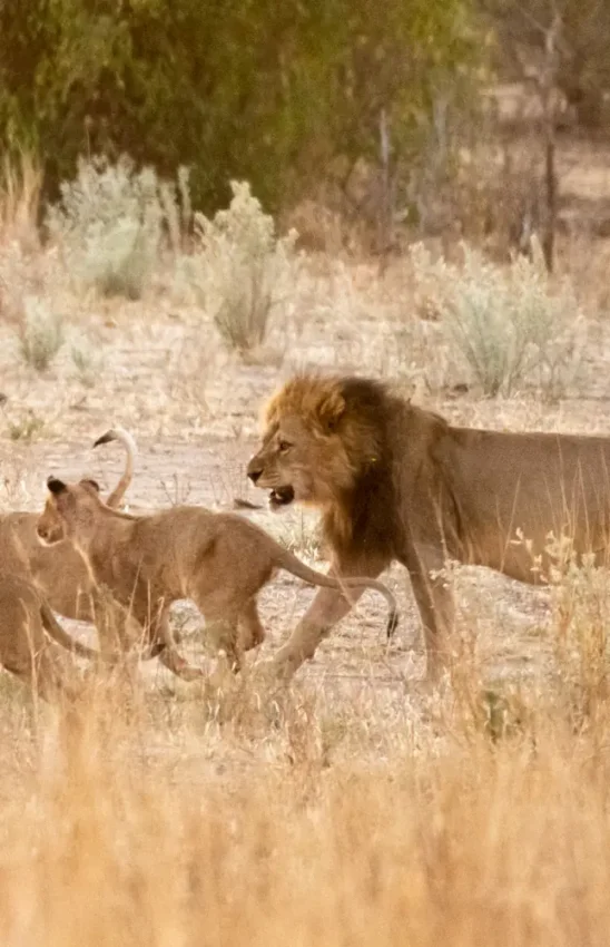 Male lion with cub in dusty savanna landscape, Deteema Springs Camp, Hwange National Park, Zimbabwe