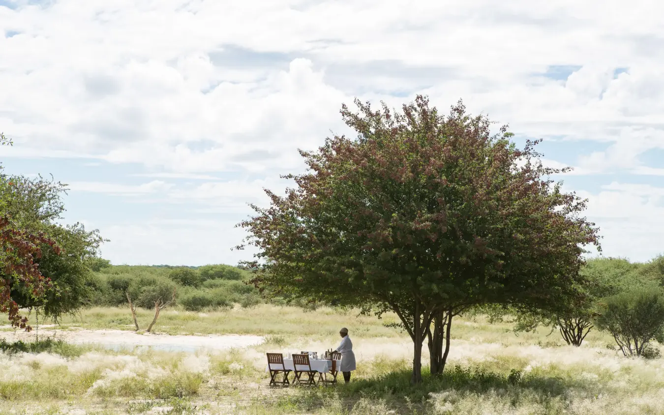 Guest relaxing in chairs beneath acacia tree in savanna, Dinaka, Central Kalahari, Botswana