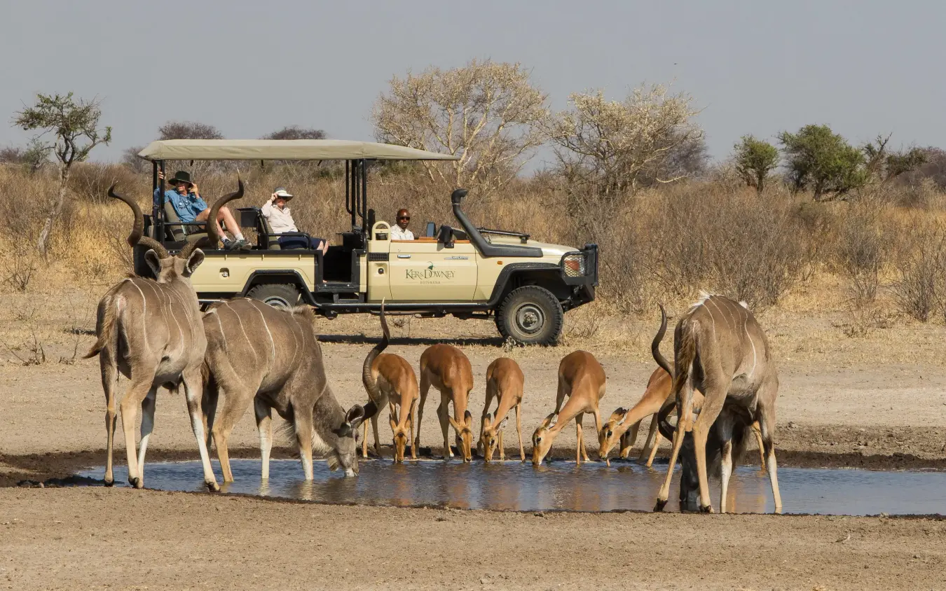 Safari vehicle observing antelope herd at waterhole, Dinaka, Central Kalahari, Botswana
