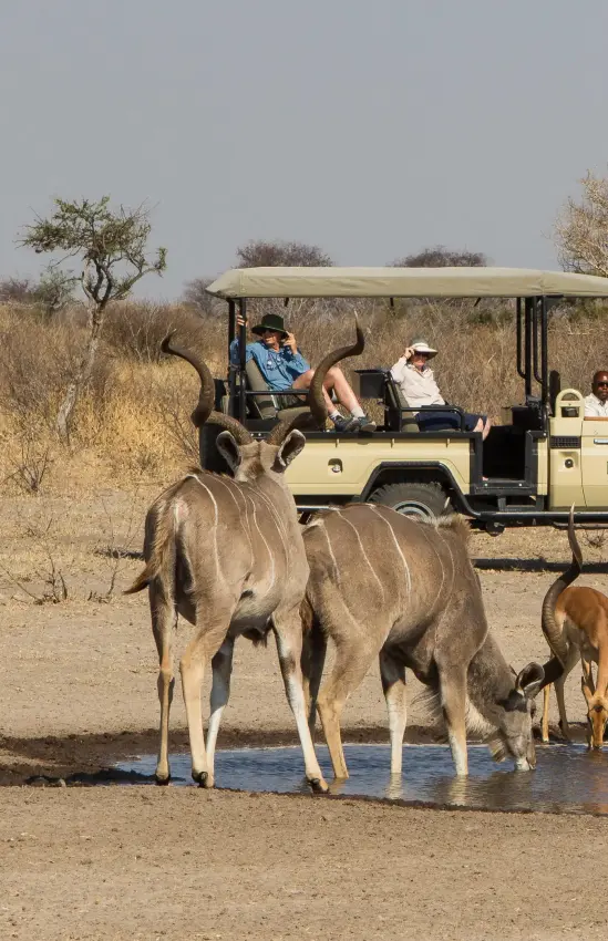 Safari vehicle observing antelope herd at waterhole, Dinaka, Central Kalahari, Botswana