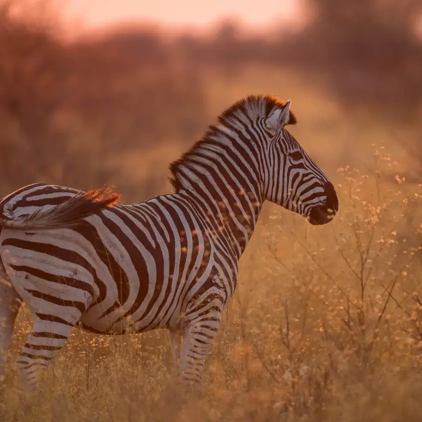 Zebra standing in golden grassland at sunset, Dinaka, Central Kalahari, Botswana