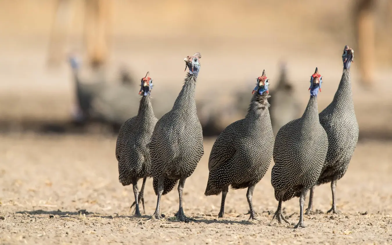 Group of guinea fowl standing together on sandy ground, Dinaka, Central Kalahari, Botswana
