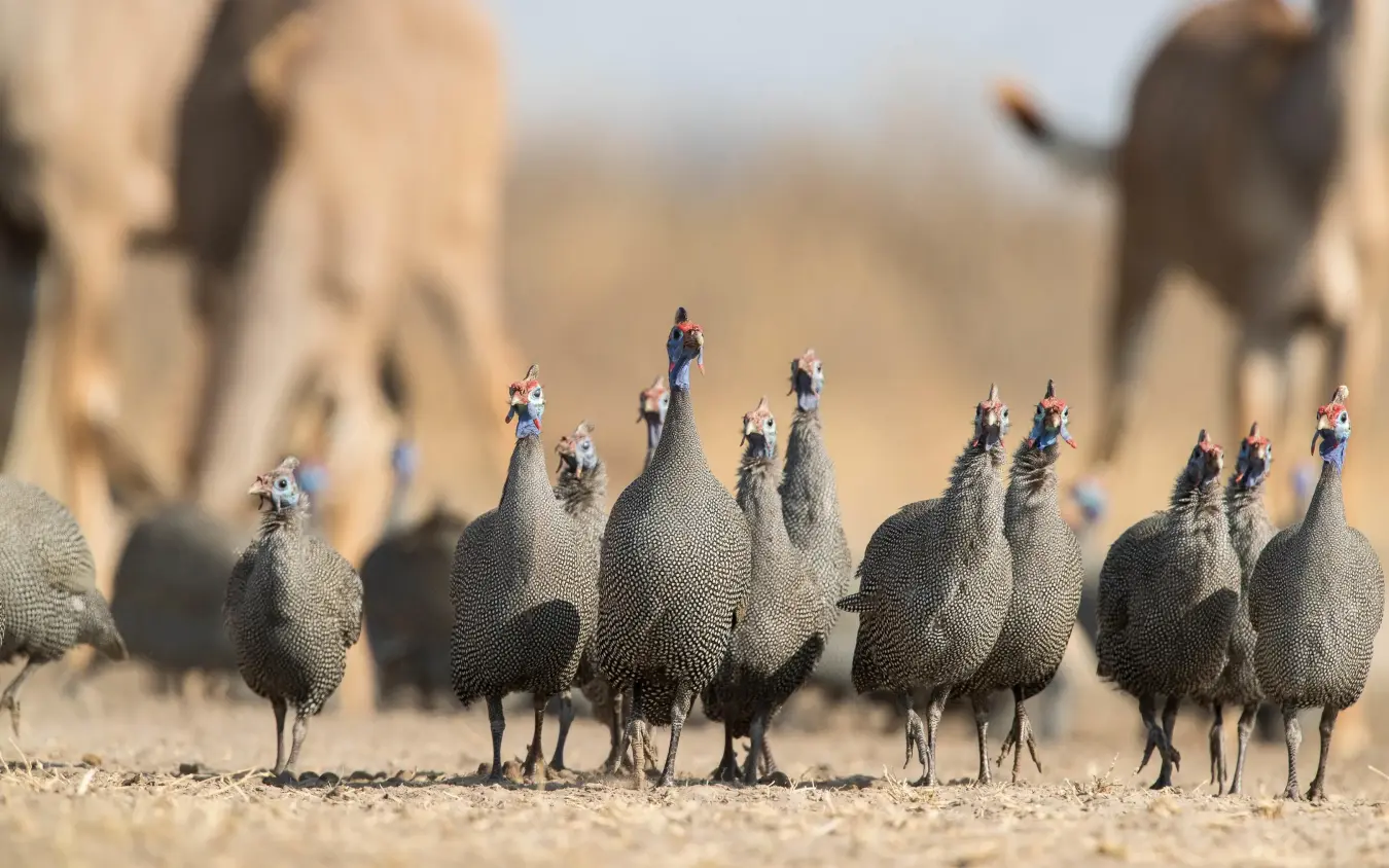 Guinea fowl flock standing alert in sandy terrain, Dinaka, Central Kalahari, Botswana