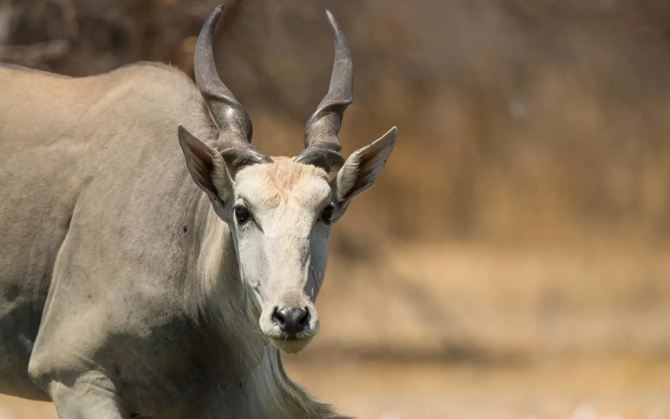 Antelope with long curved horns facing camera, Dinaka, Central Kalahari, Botswana