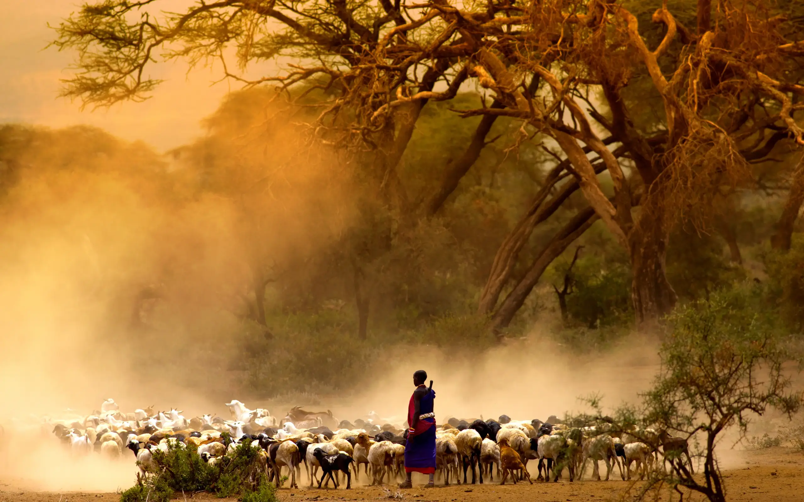 Herder with goat herd walking through dusty savanna