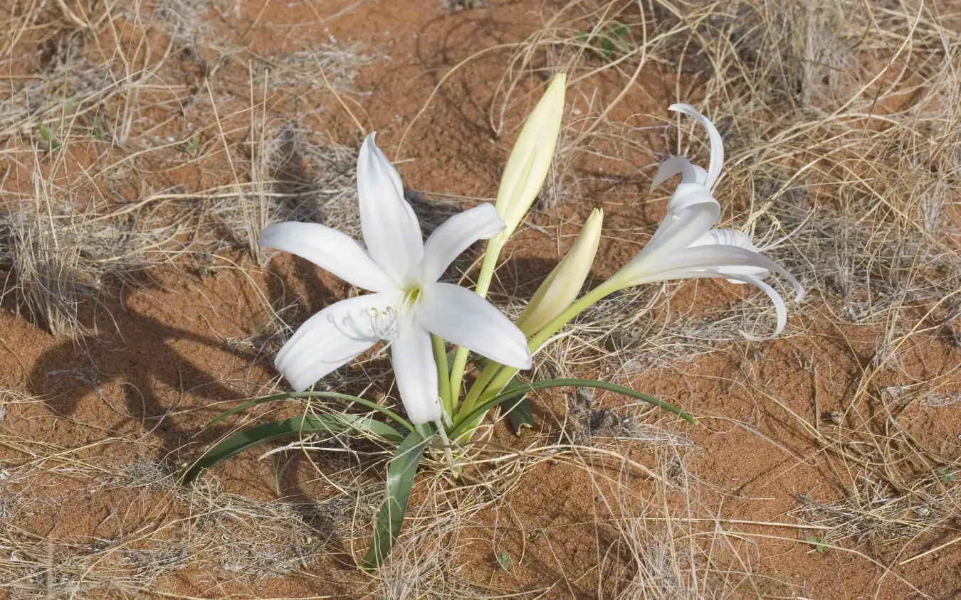 White lilies blooming in arid scrubland with dry vegetation, Doro Nawas Camp, Damaraland, Namibia
