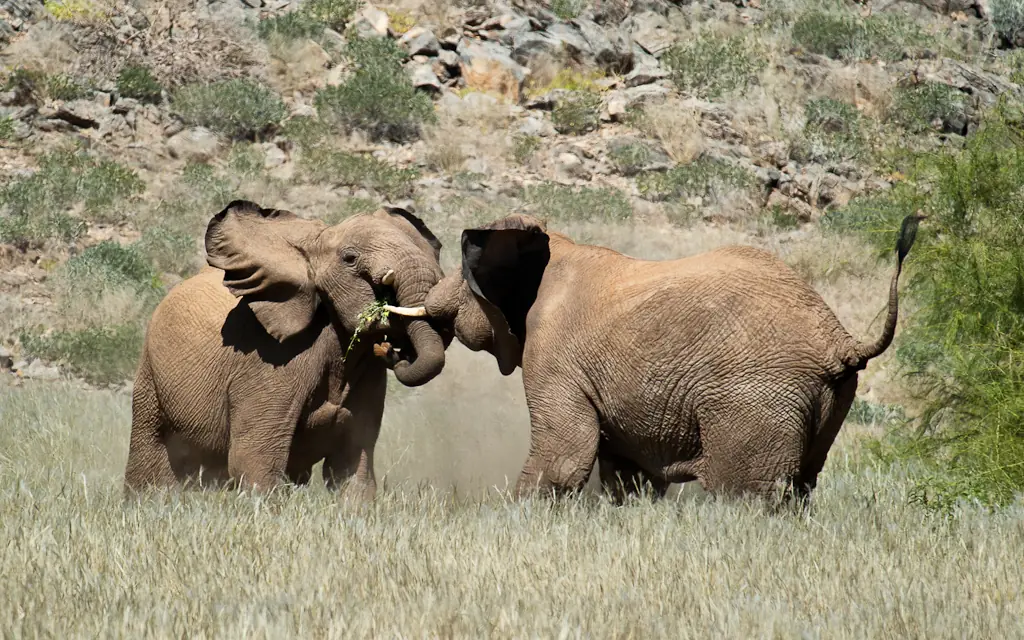 Two elephants interacting while feeding on vegetation in arid landscape, Doro Nawas Camp, Damaraland, Namibia