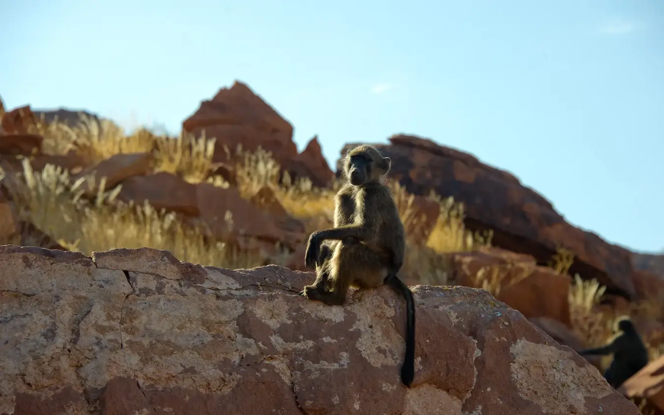 Meerkat standing alert on rocky outcrop in arid landscape, Doro Nawas Camp, Damaraland, Namibia