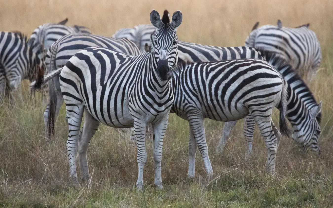 Herd of zebras standing in African grassland savanna, Duba Explorers Camp, The Okavango Delta, Botswana