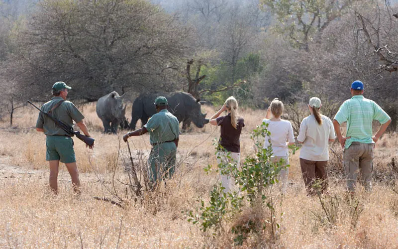 Guides and guests walking toward elephants in savanna, Duba Plains, The Okavango Delta, Botswana