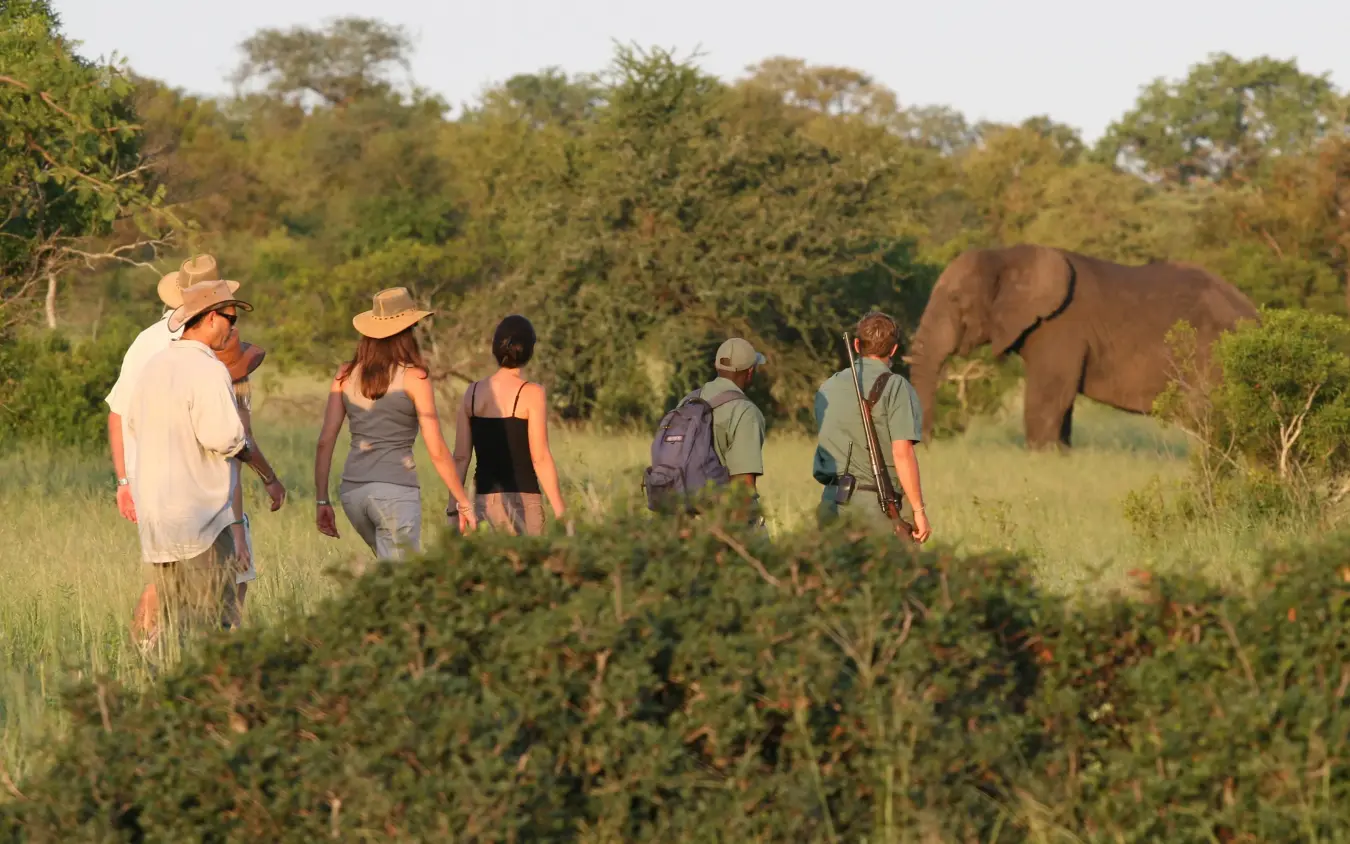 Walking safari group approaching elephant in savanna, Duba Plains, The Okavango Delta, Botswana