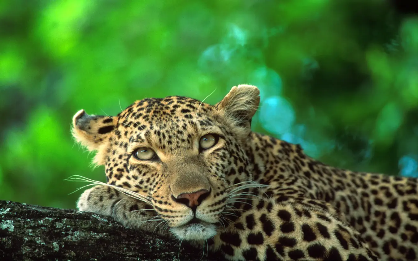 Leopard resting on branch with intense gaze, Duba Plains, The Okavango Delta, Botswana