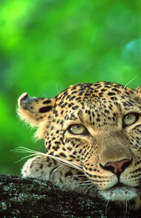 Leopard resting on branch with intense gaze, Duba Plains, The Okavango Delta, Botswana
