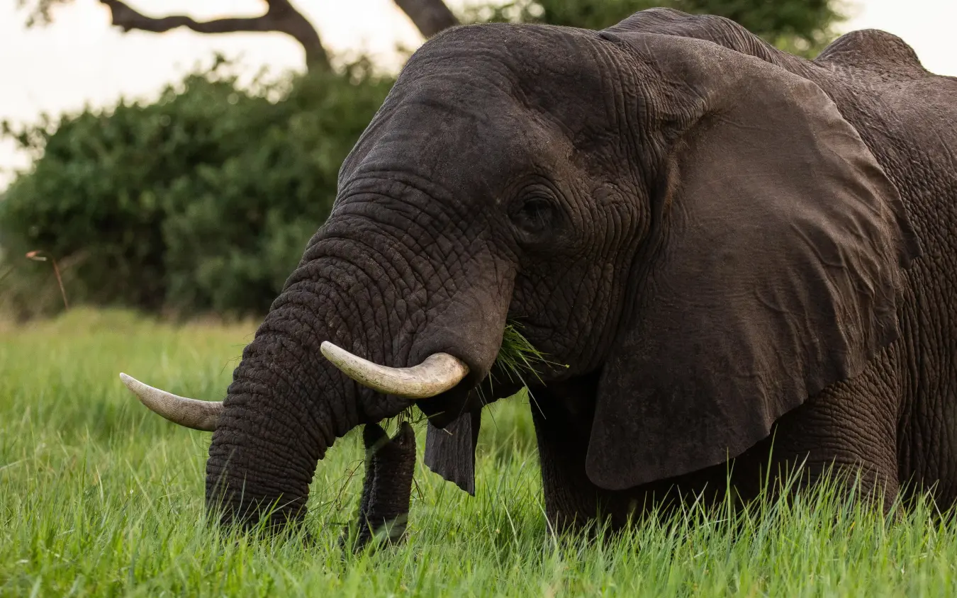 African elephant grazing in savanna grassland with trees, Duba Plains, The Okavango Delta, Botswana