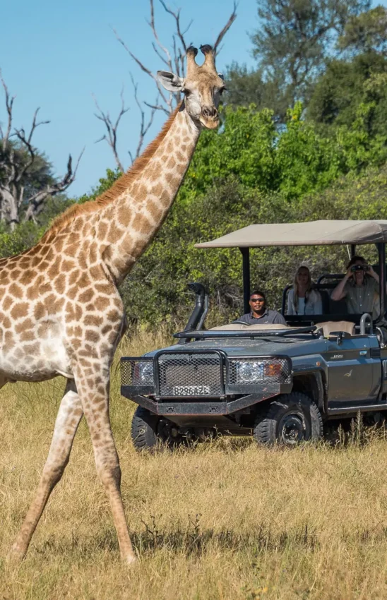 Giraffe walking past safari vehicle with tourists observing, Linyanti Wildlife Reserve, Botswana