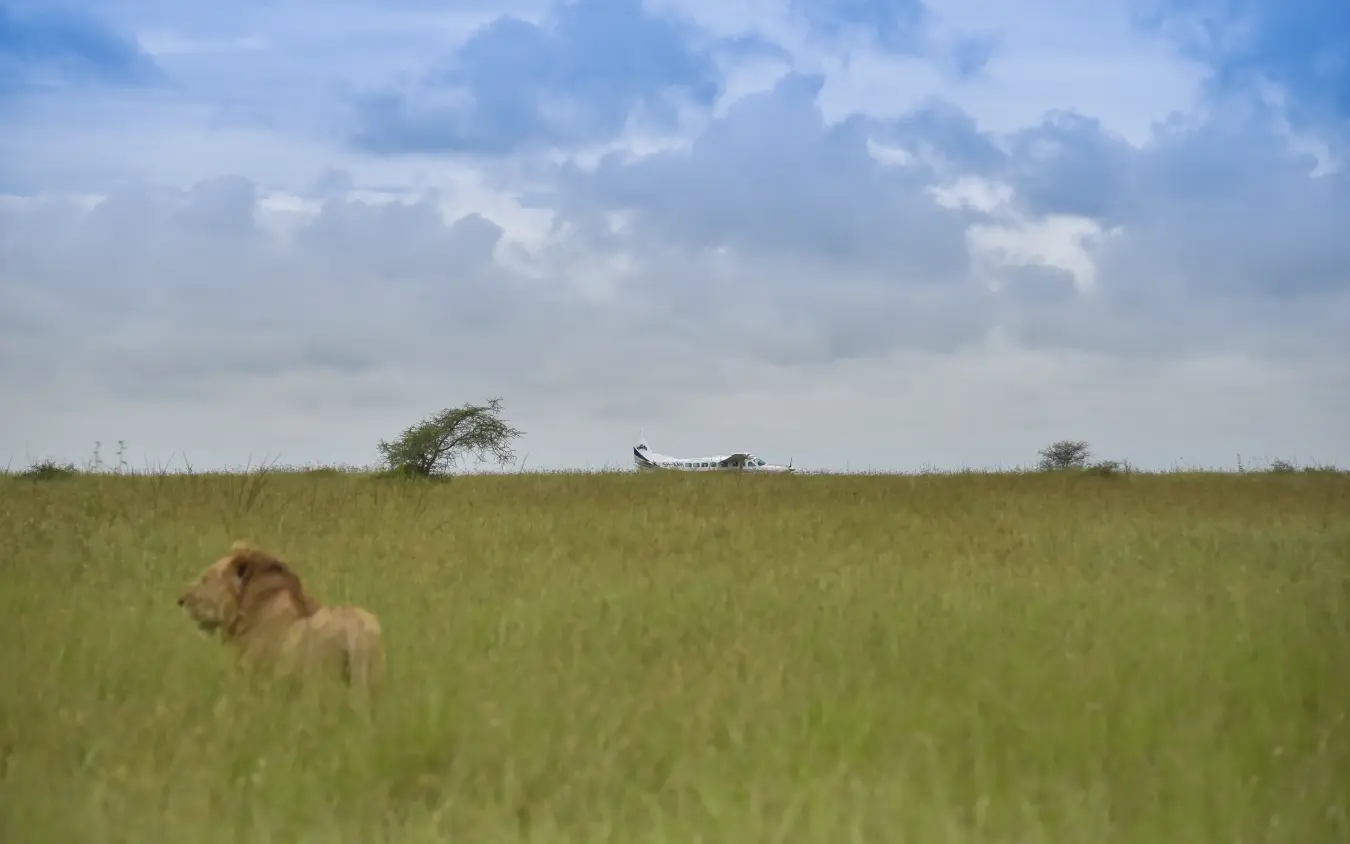 Lion walking through golden grassland under cloudy sky, Dunia Camp, Serengeti National Park, Tanzania