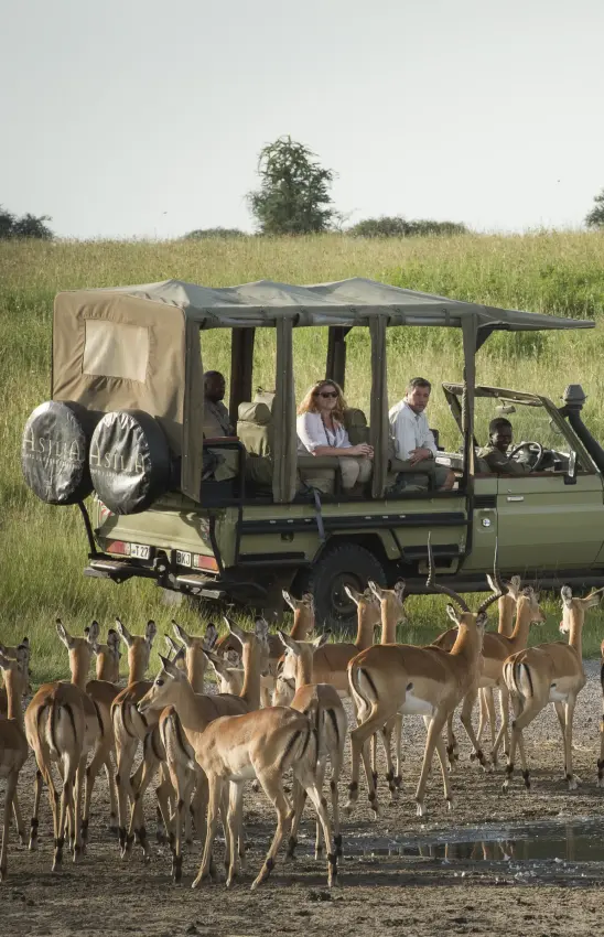 Safari vehicle observing herd of antelope at waterhole, Dunia Camp, Serengeti National Park, Tanzania