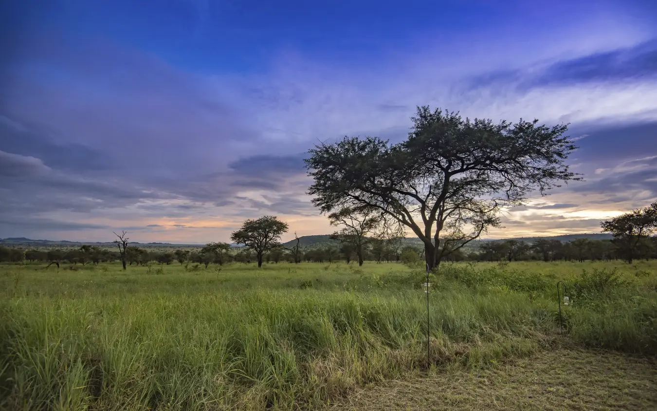 Golden hour savanna landscape with scattered acacia trees, Dunia Camp, Serengeti National Park, Tanzania