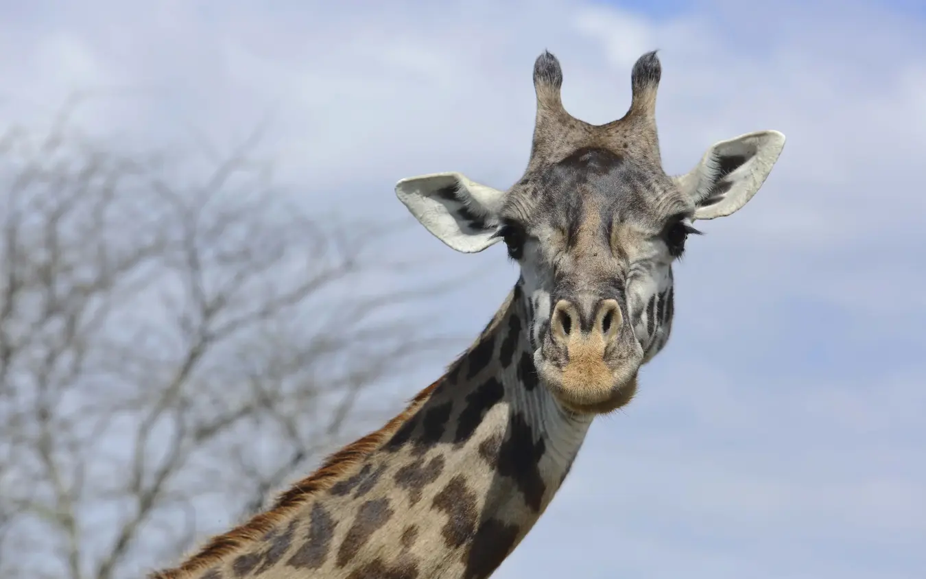 Giraffe head facing camera with bare tree in background, Dunia Camp, Serengeti National Park, Tanzania