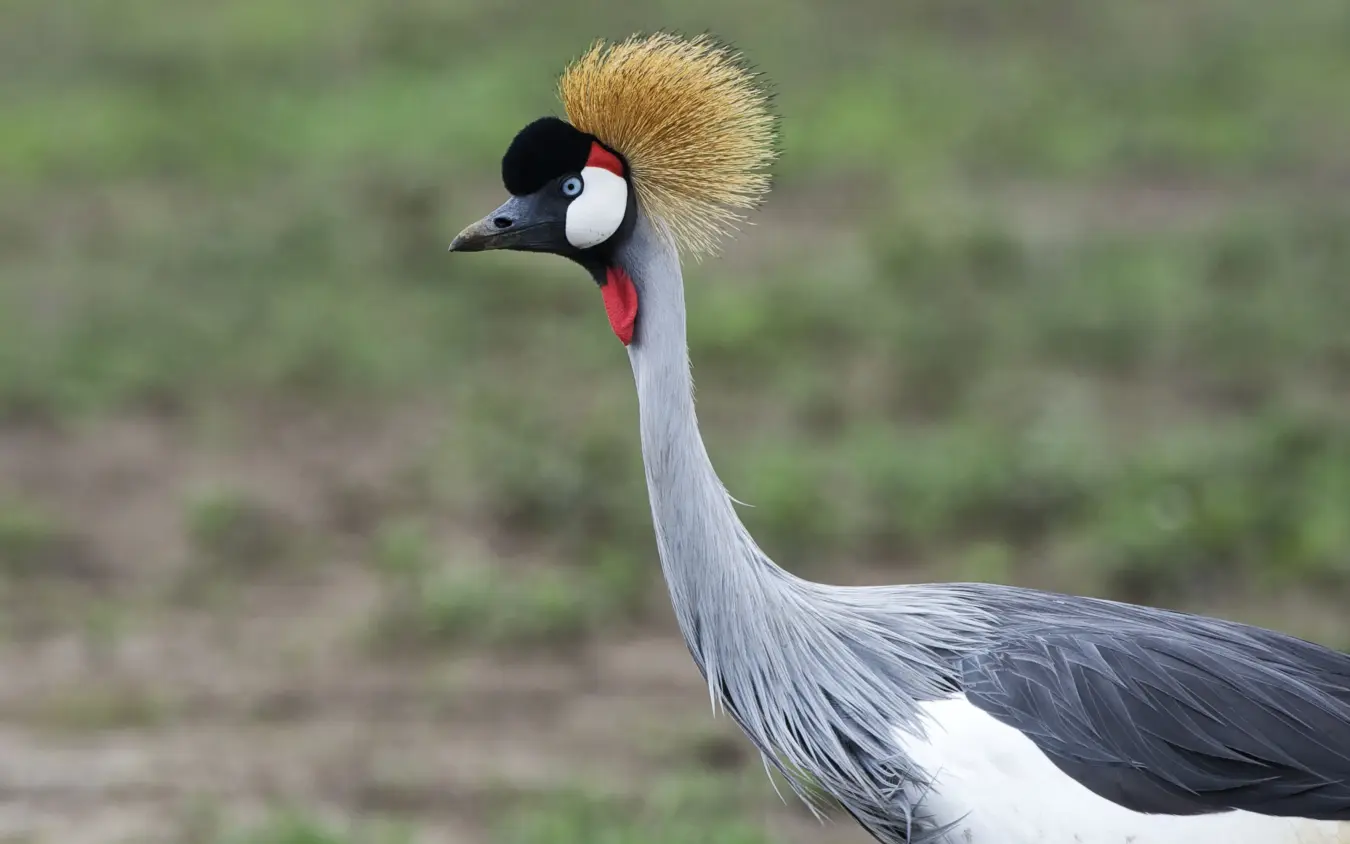 Grey crowned crane with distinctive golden crest and red facial patch, Dunia Camp, Serengeti National Park, Tanzania