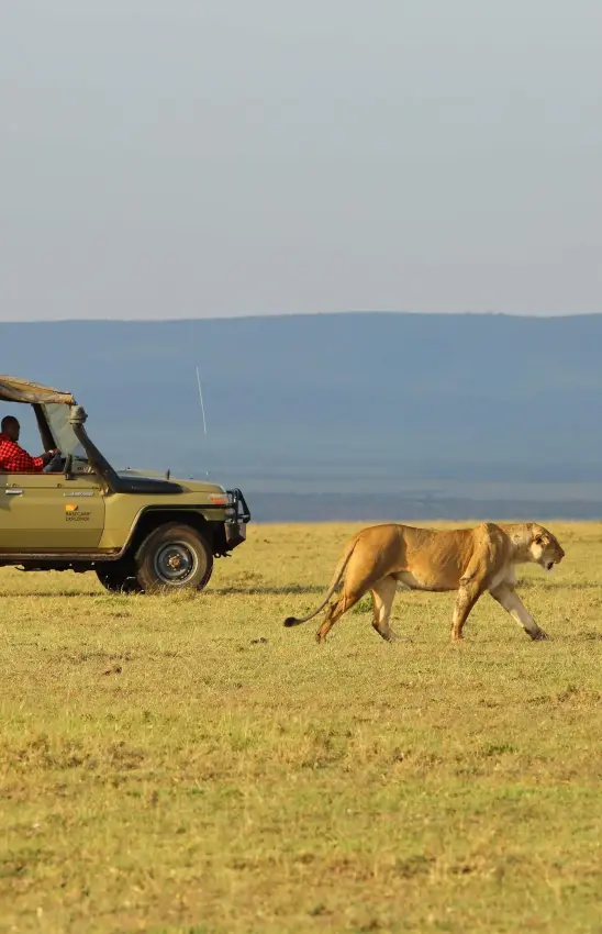 Safari vehicle with tourists observing lion in grassland, Eagle View Camp, Maasai Mara, Kenya