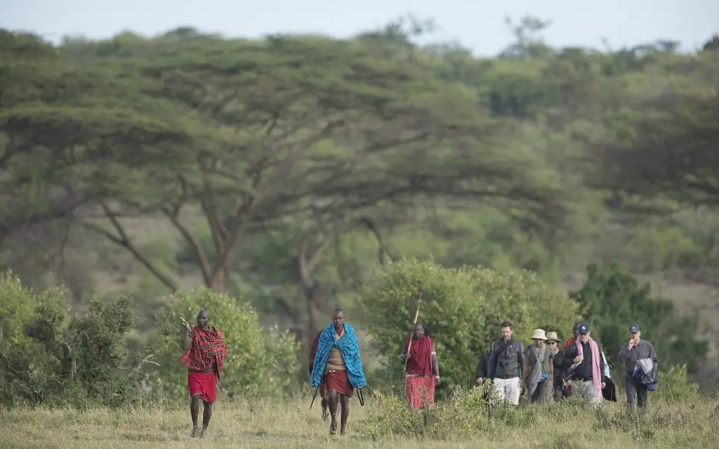 Walking safari group with Maasai guides in savanna landscape, Eagle View Camp, Maasai Mara, Kenya